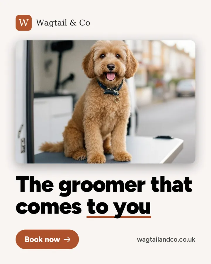Sample ad for Wagtail & Co, a made-up dog groomer