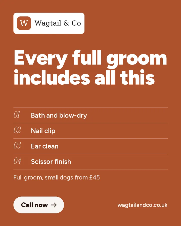 Puppy introduction groom (sample ad for Wagtail & Co)