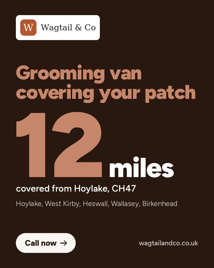 Full groom, small dogs from £45 (sample ad for Wagtail & Co)