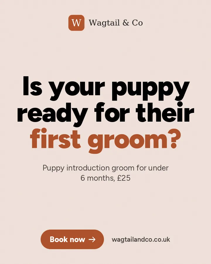 Open 7 days a week, 8am to 6pm (sample ad for Wagtail & Co)
